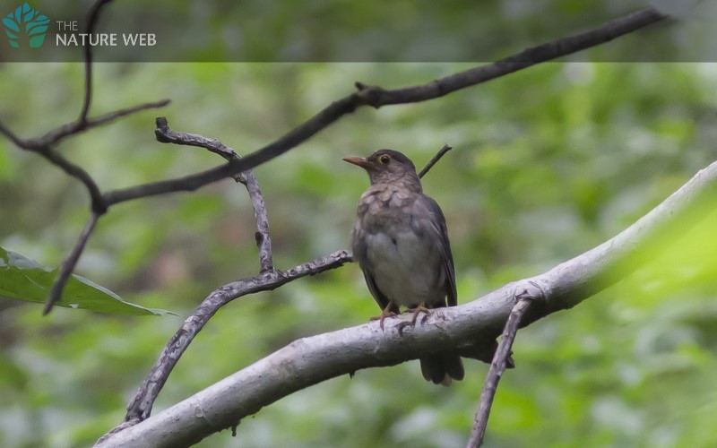 Eurasian Blackbird